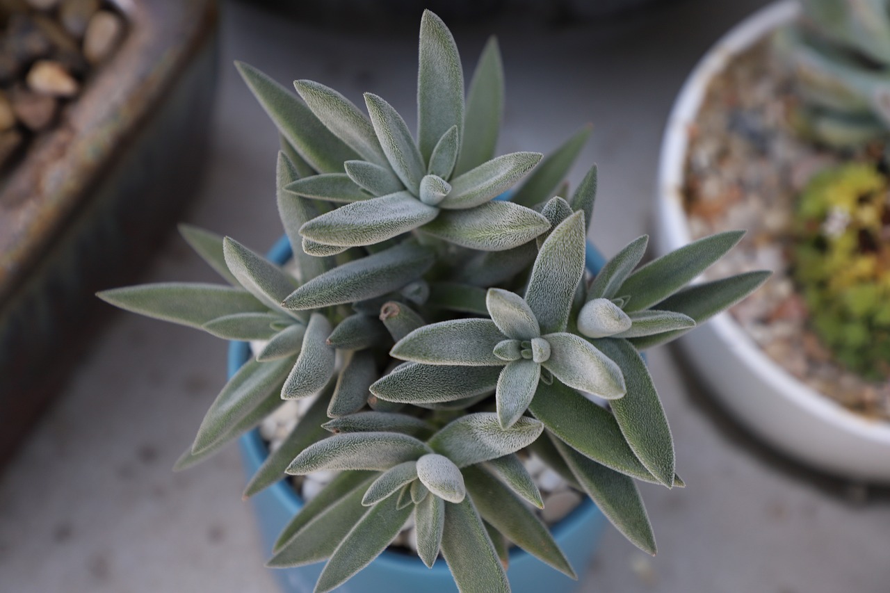 graptoveria