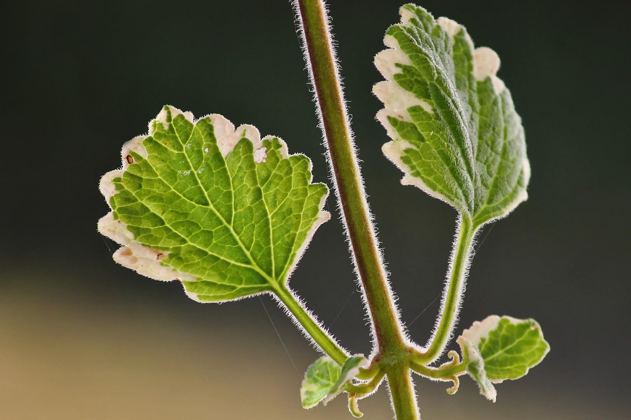 Plectranthus