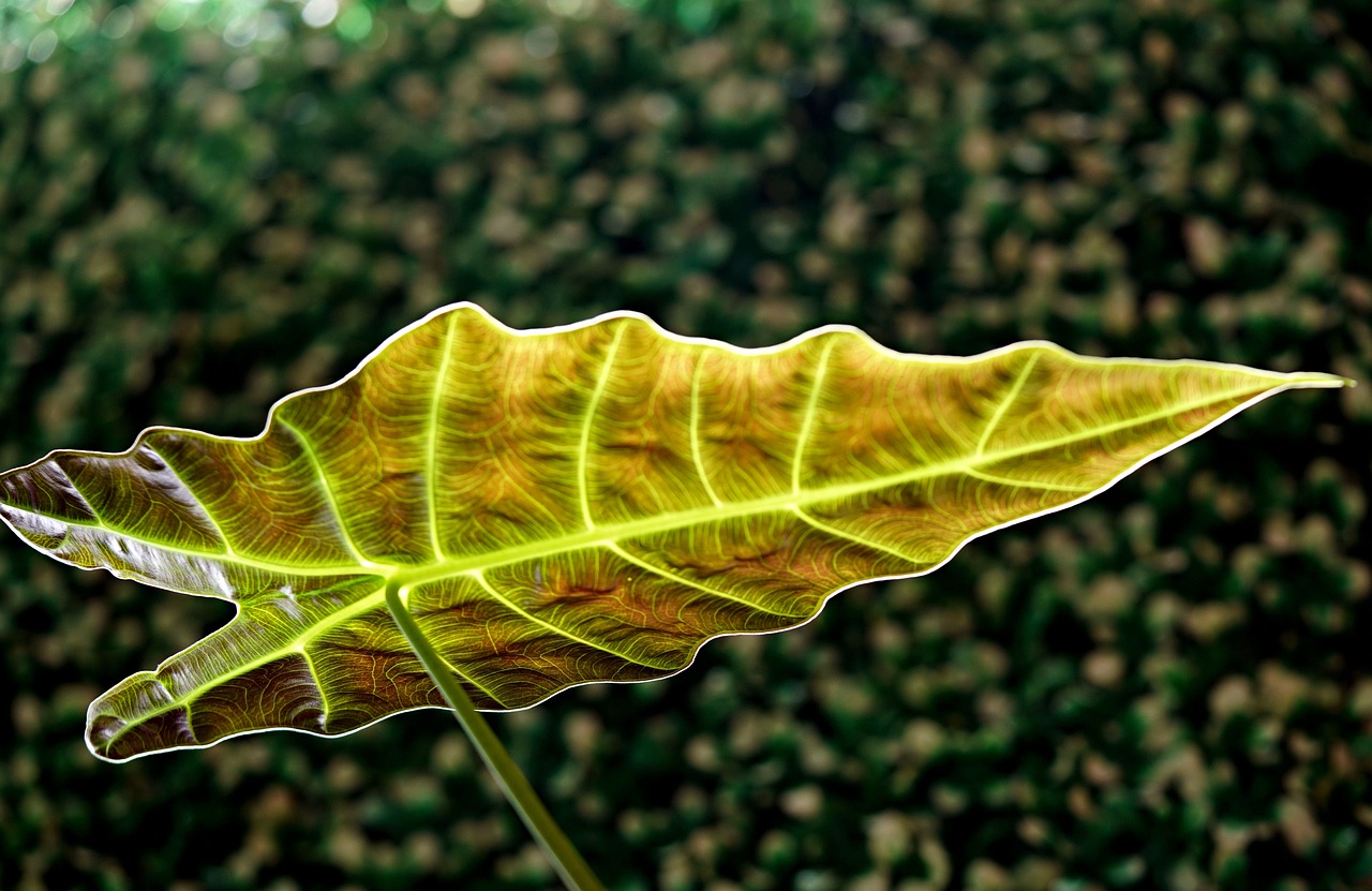 Alocasia