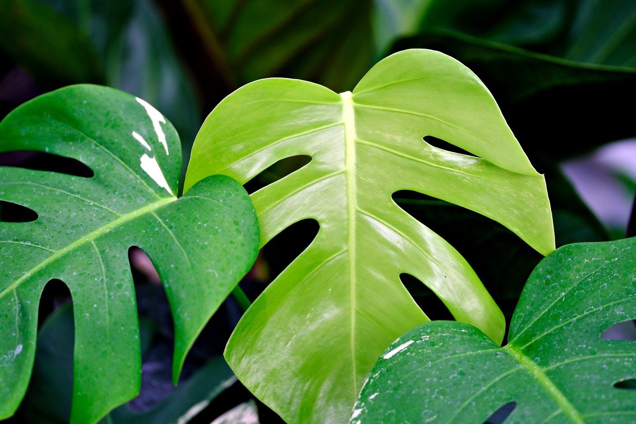 Monstera