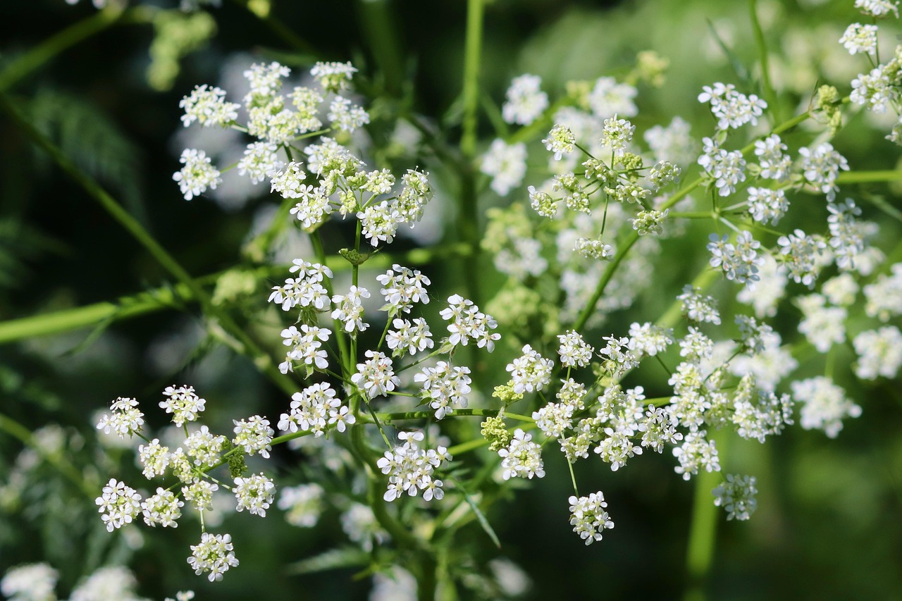 Chervil