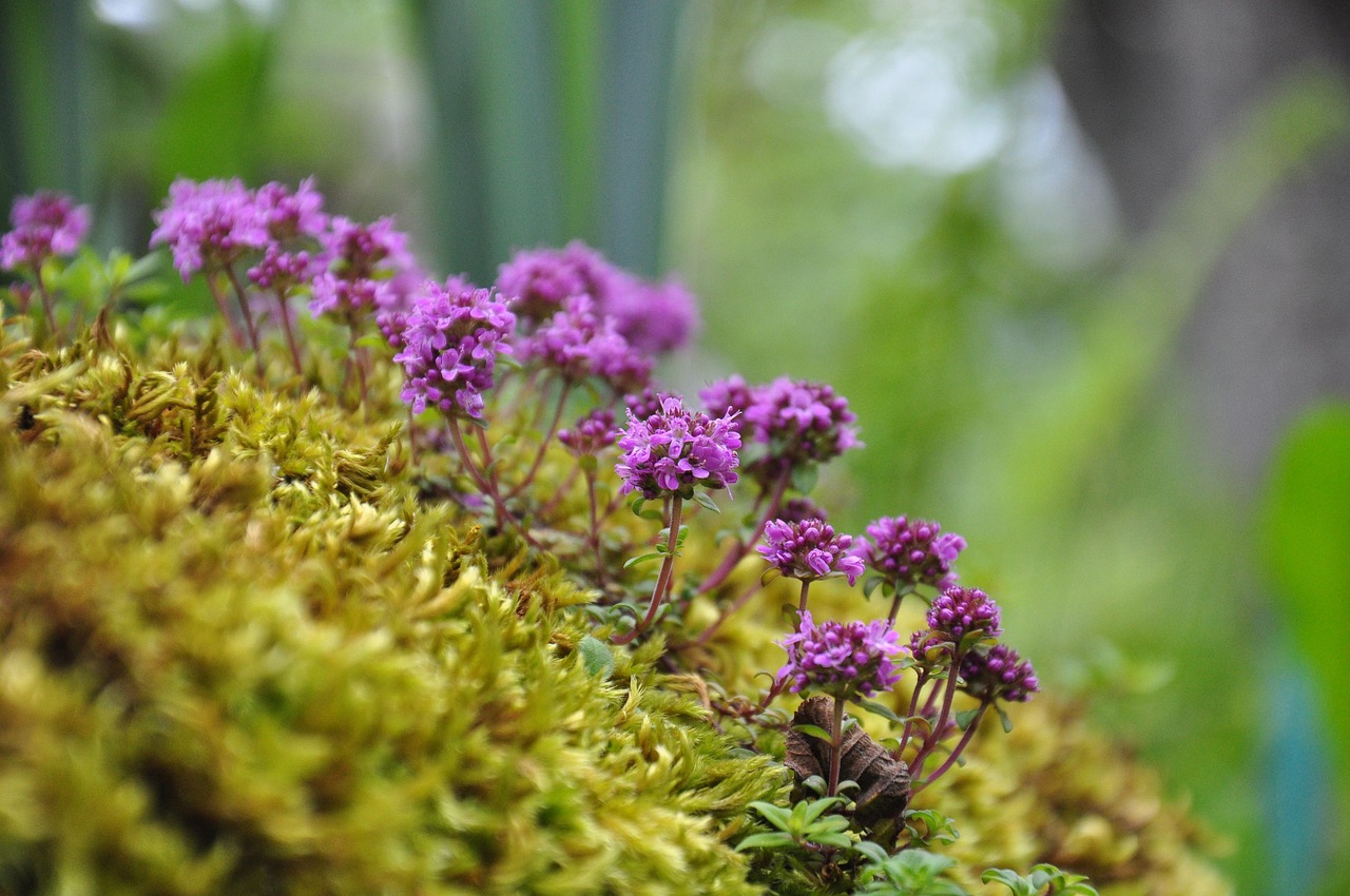 Japanese Thyme