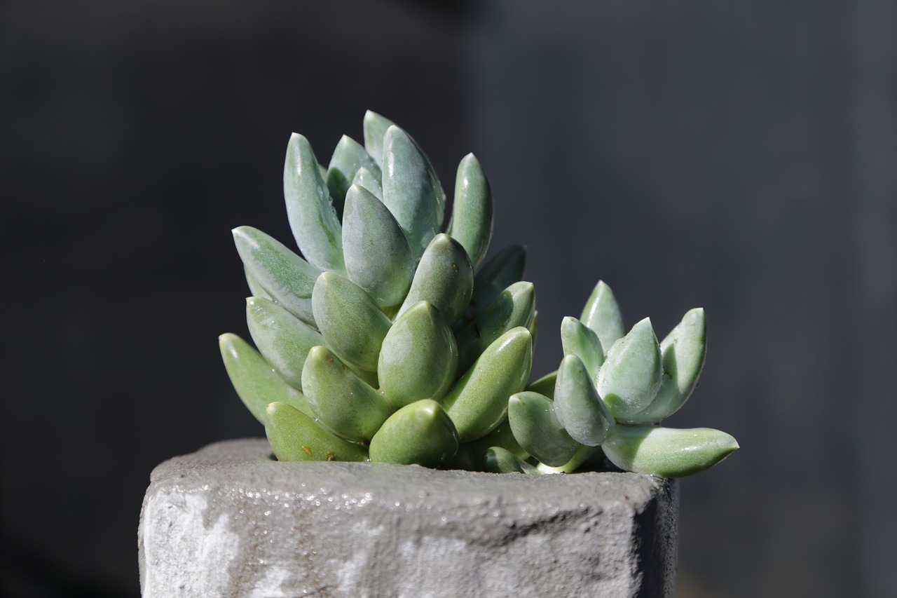 pachyphytum