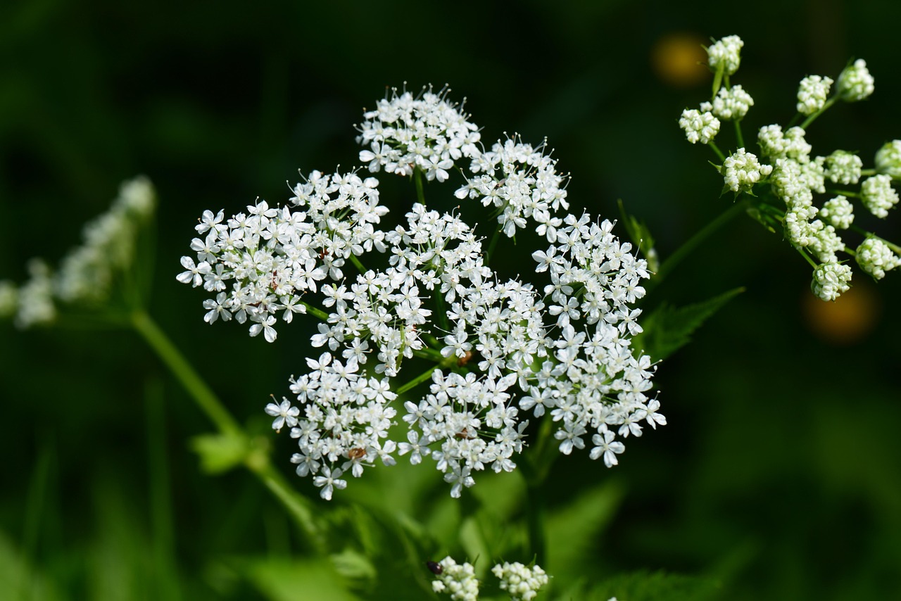 Aegopodium