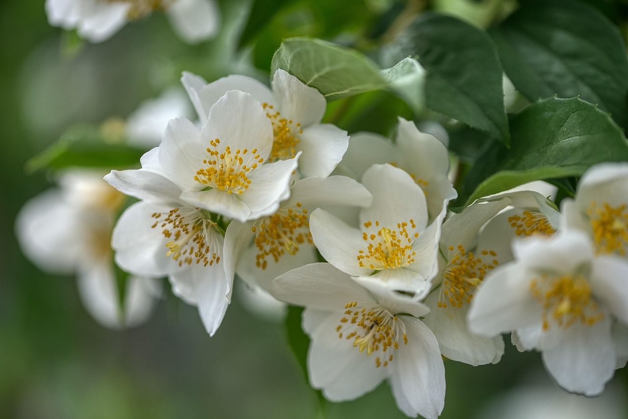 philadelphus-coronarius