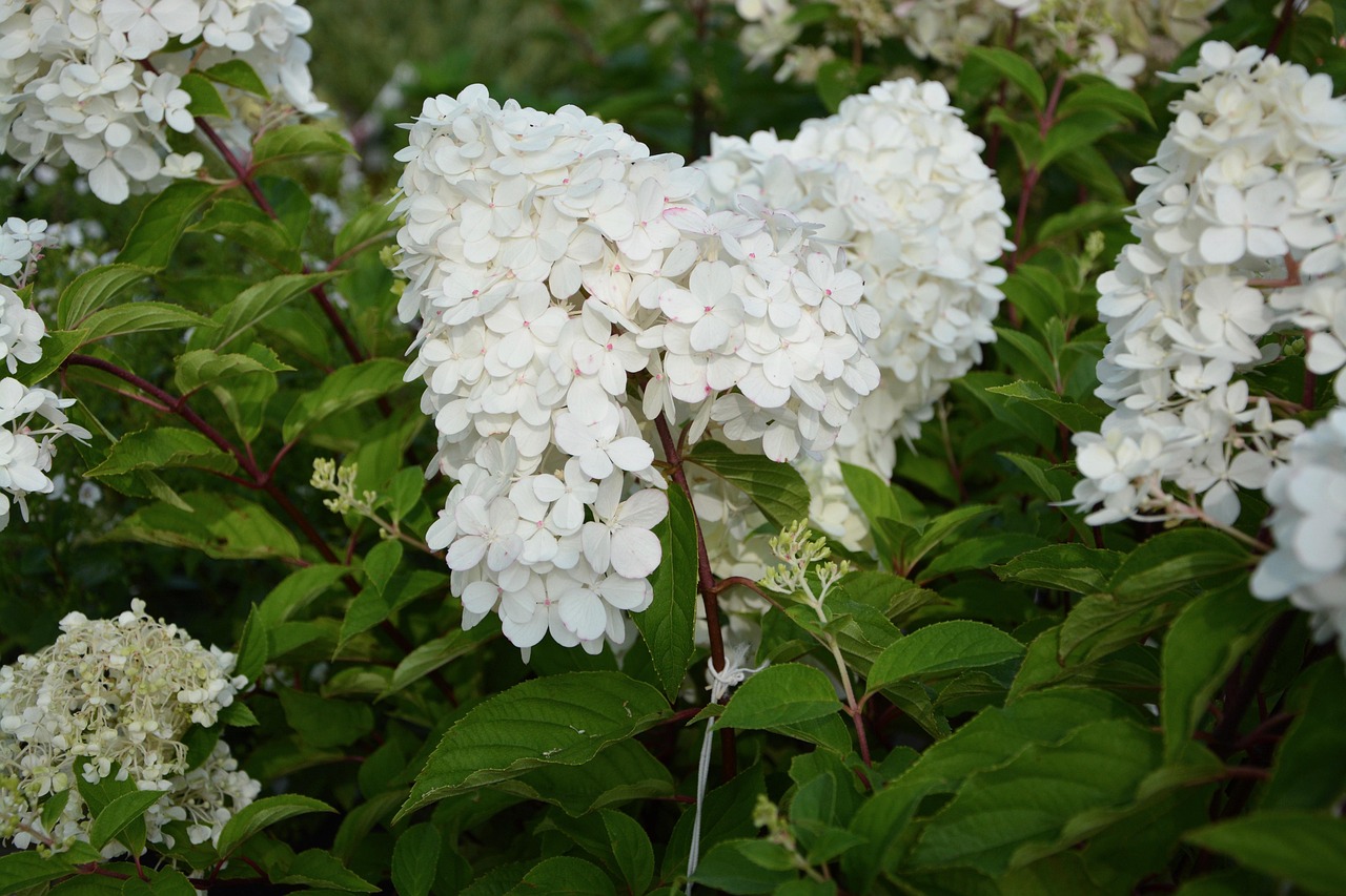 Hydrangea paniculata