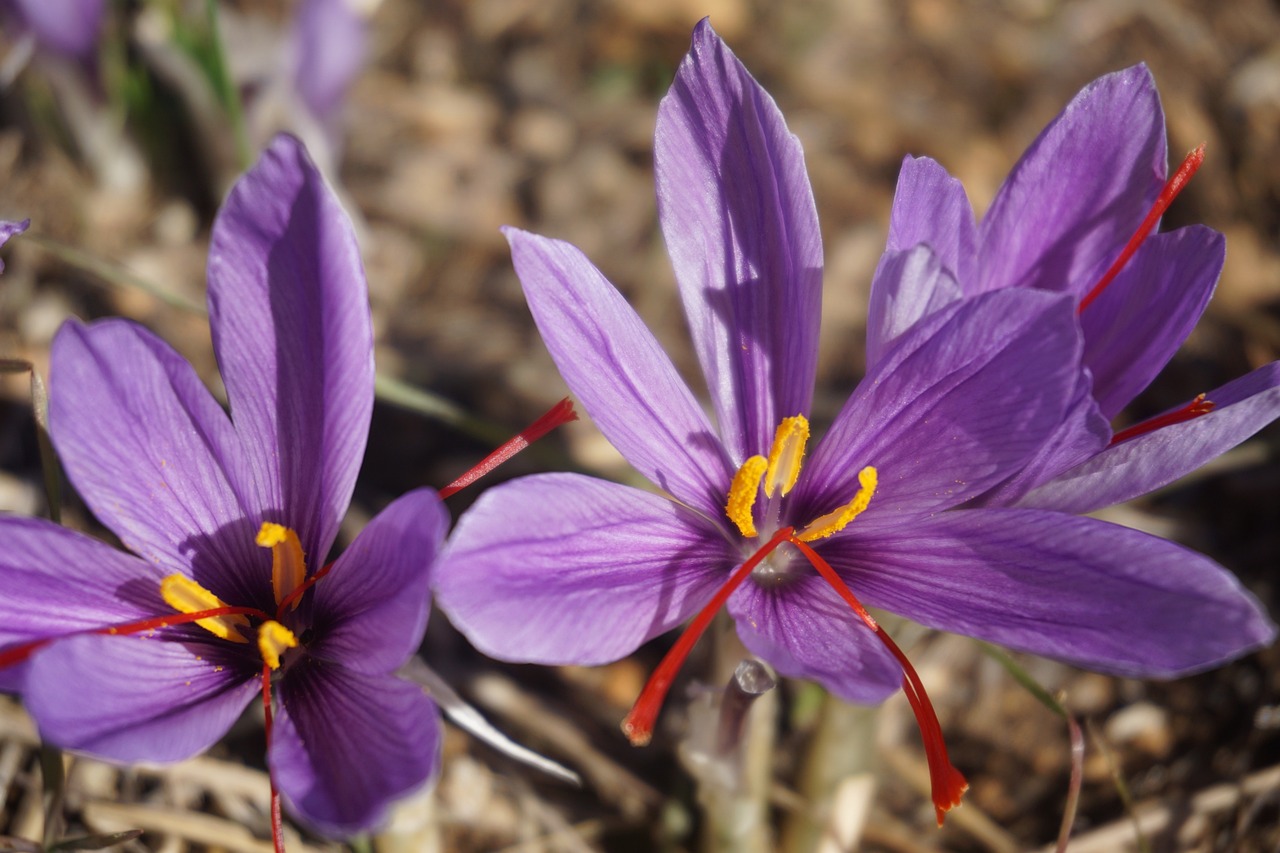 Crocus sativus