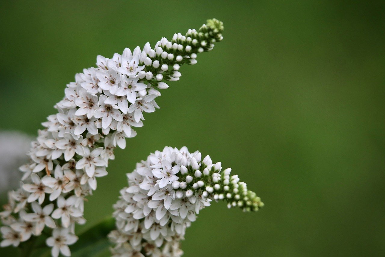 Gooseneck Loosestrife