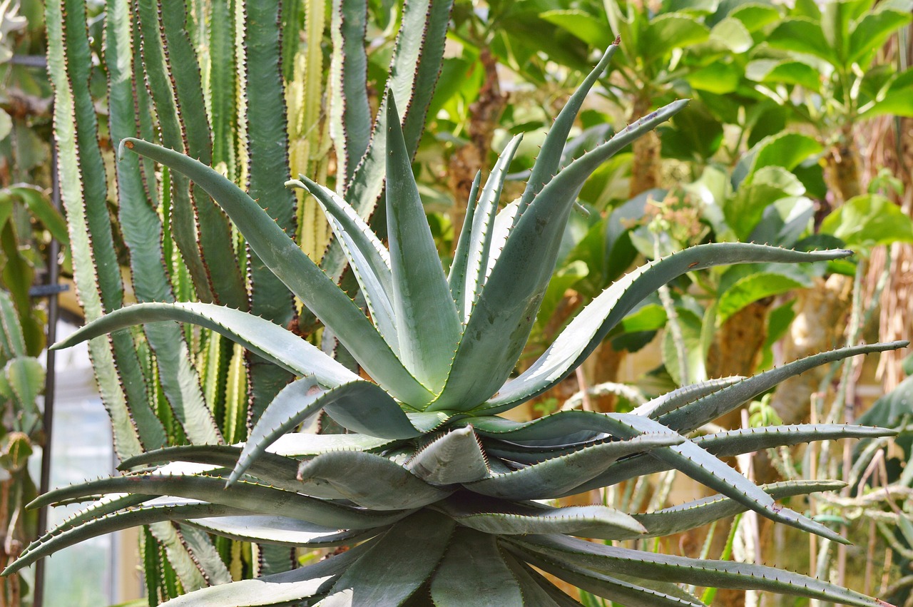 agave