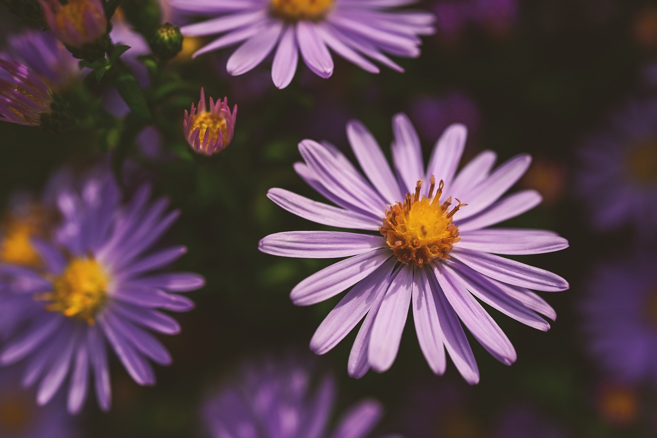 Aster