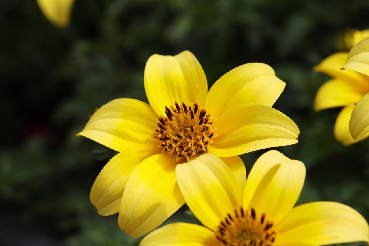 bidens