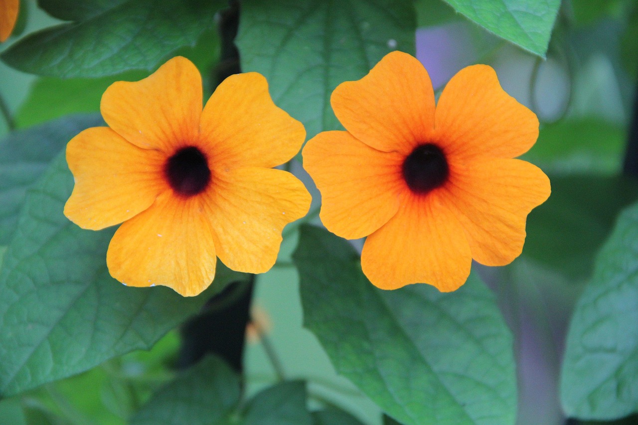 Thunbergia