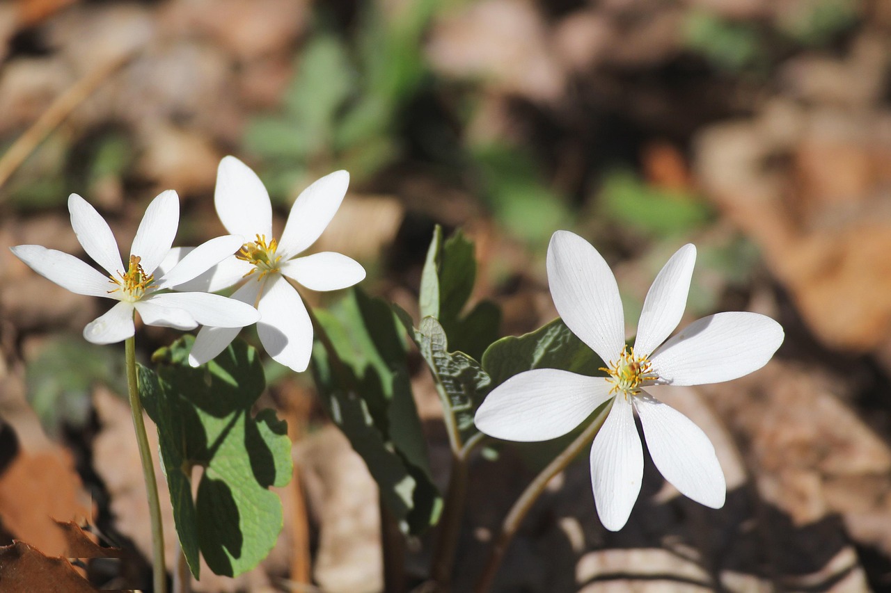 Sanguinaria-canadensis