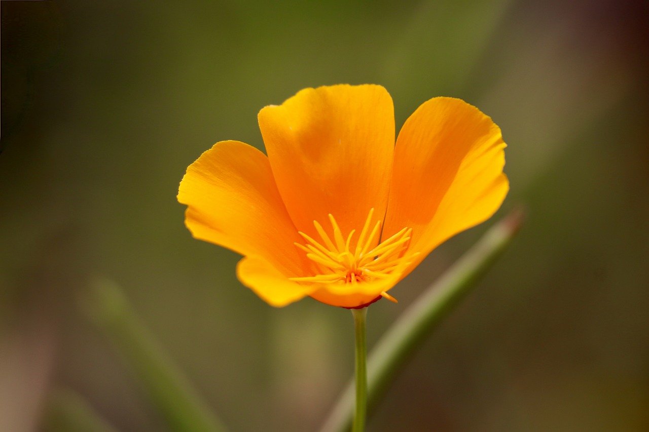 california-poppy