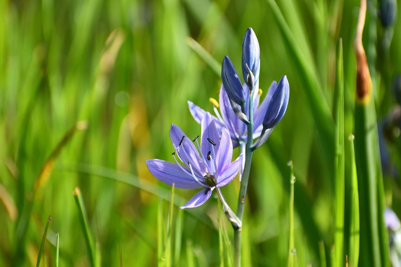 Camassia