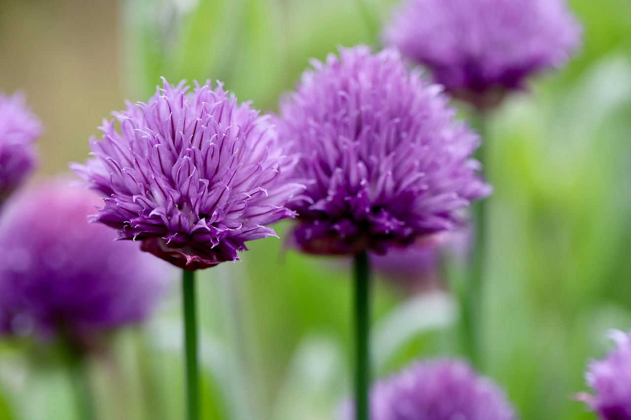 chives