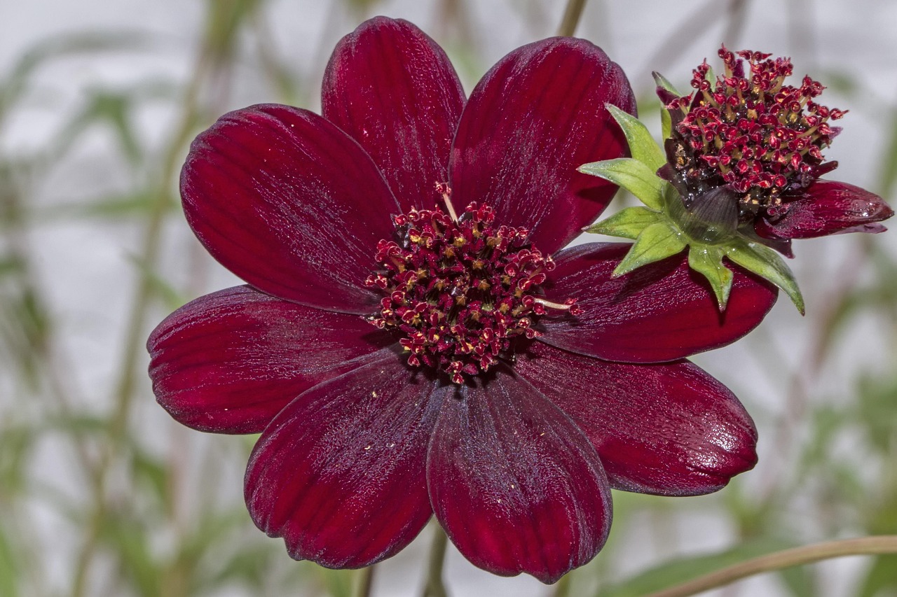 Cosmos-atrosanguineus