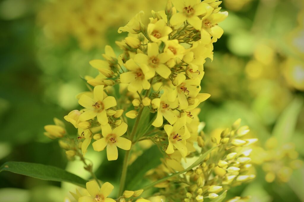 Lysimachia-vulgaris