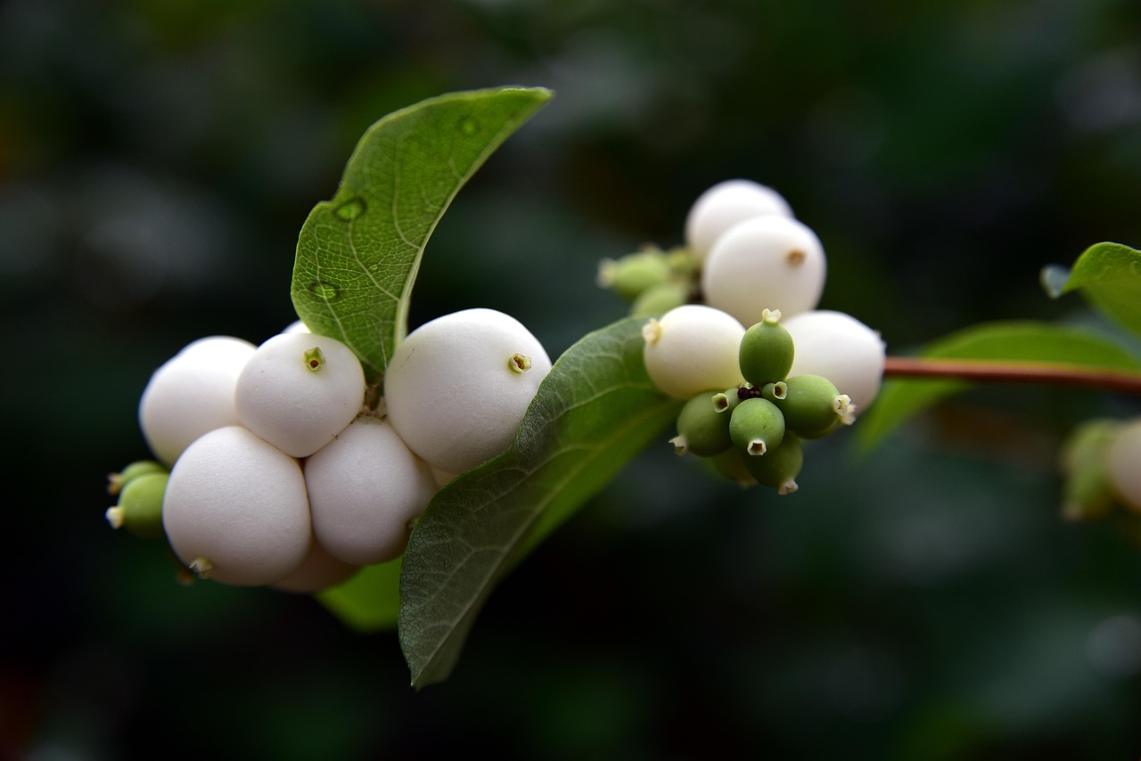 Symphoricarpos