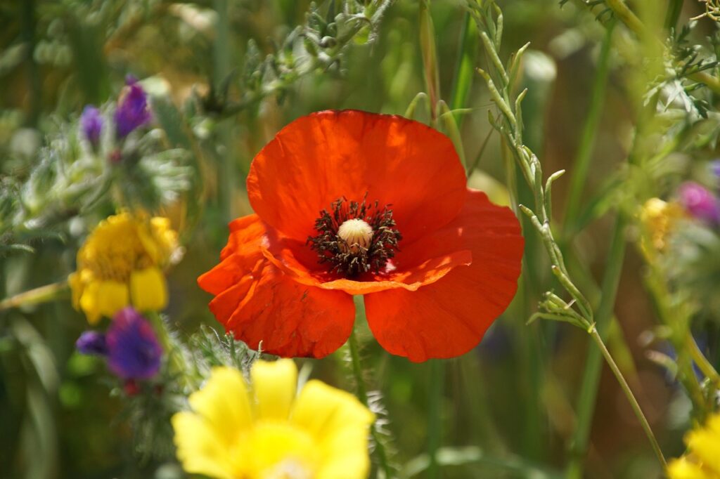 corn-poppy