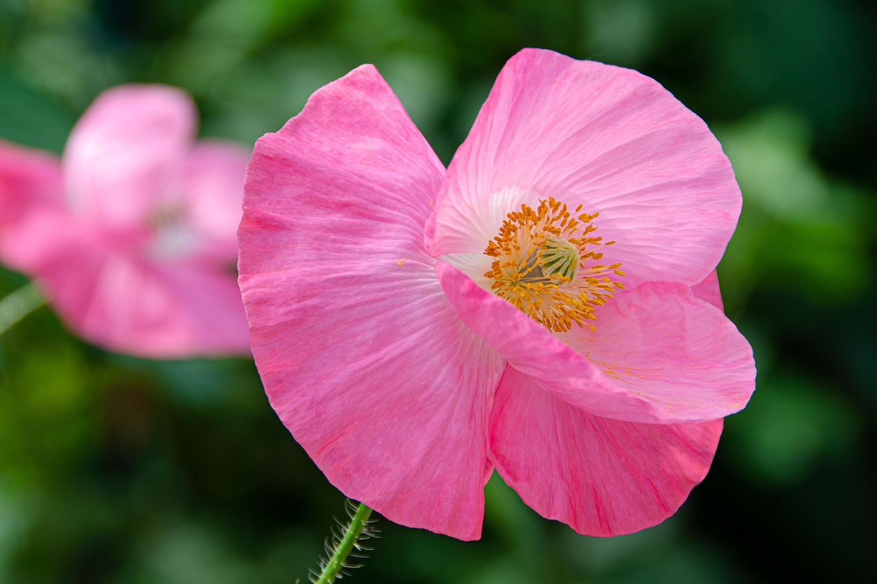 Papaver-rhoeas