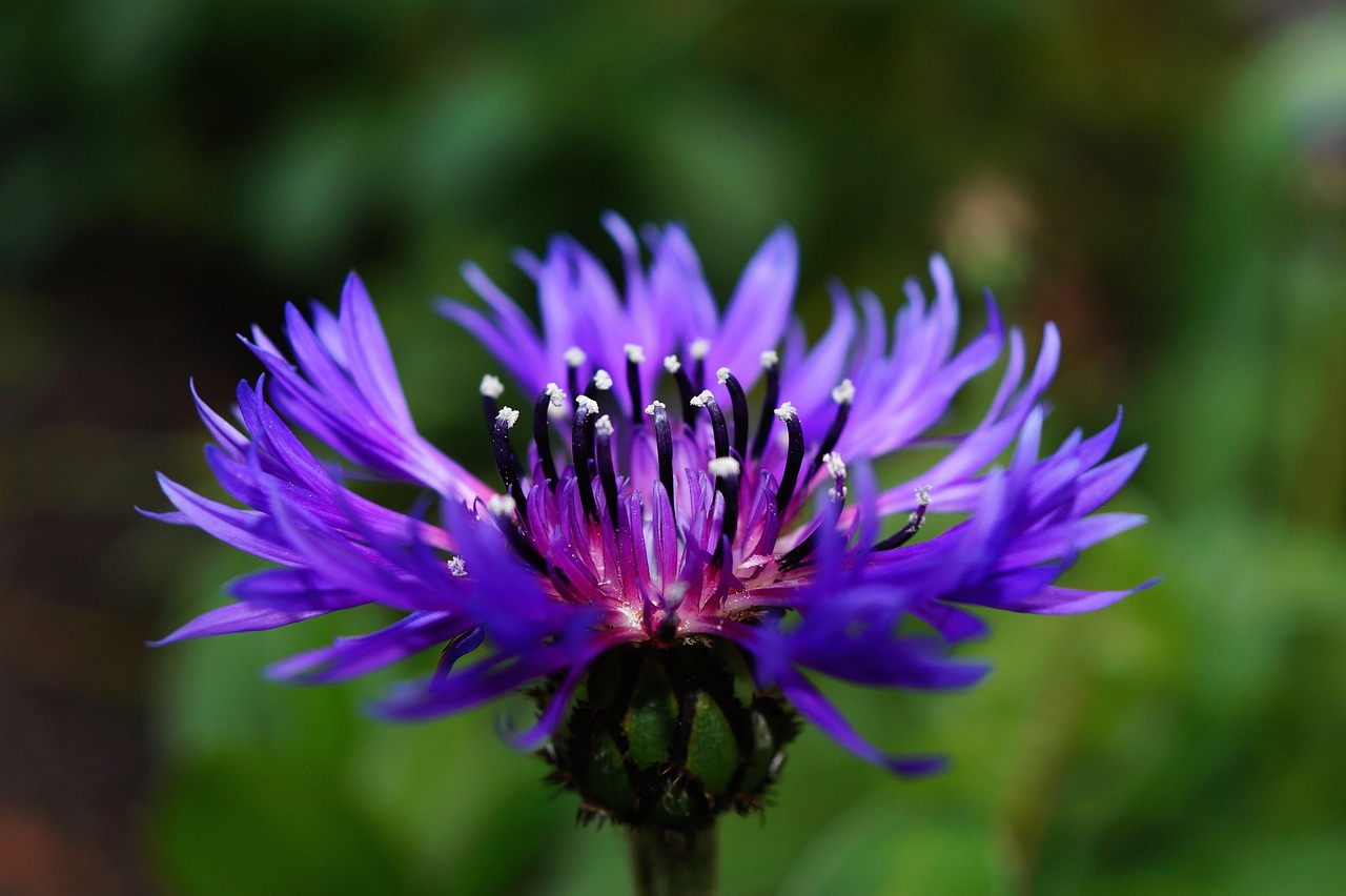 Centaurea-cyanus