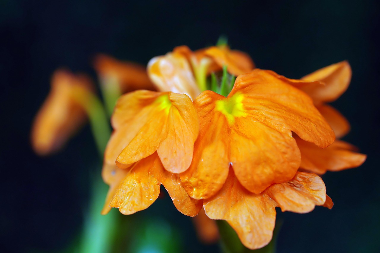 Crossandra