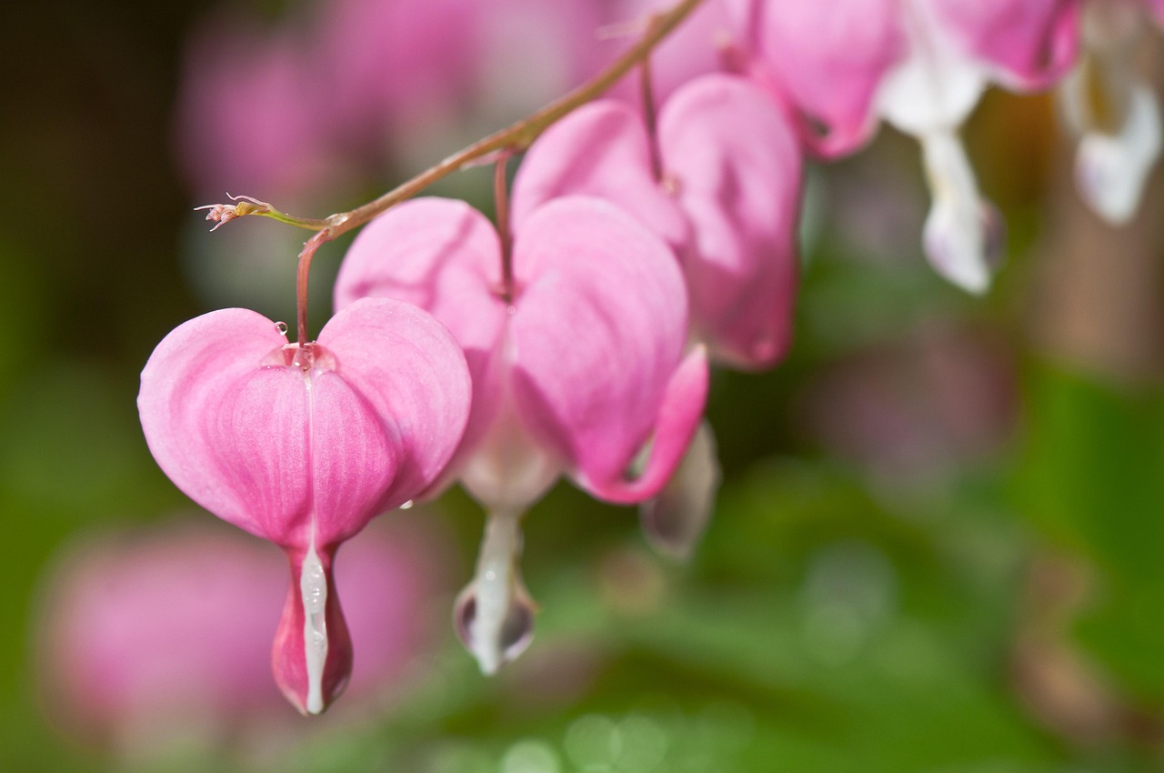 Bleeding-Heart