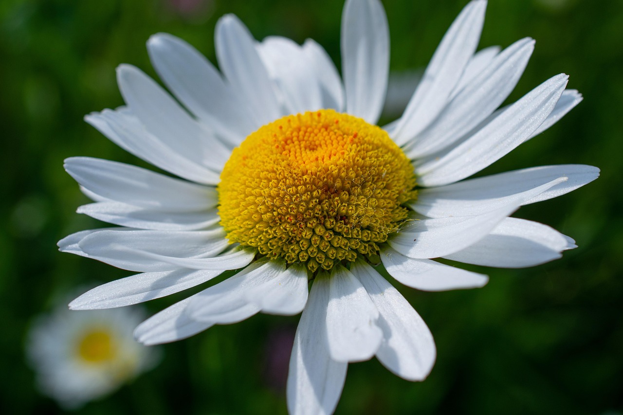 Shasta-daisy