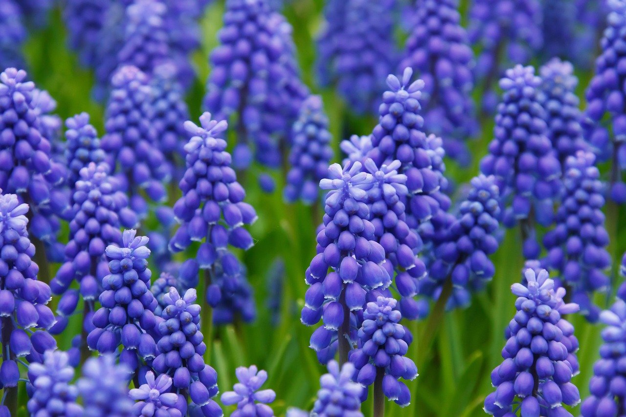 Muscari