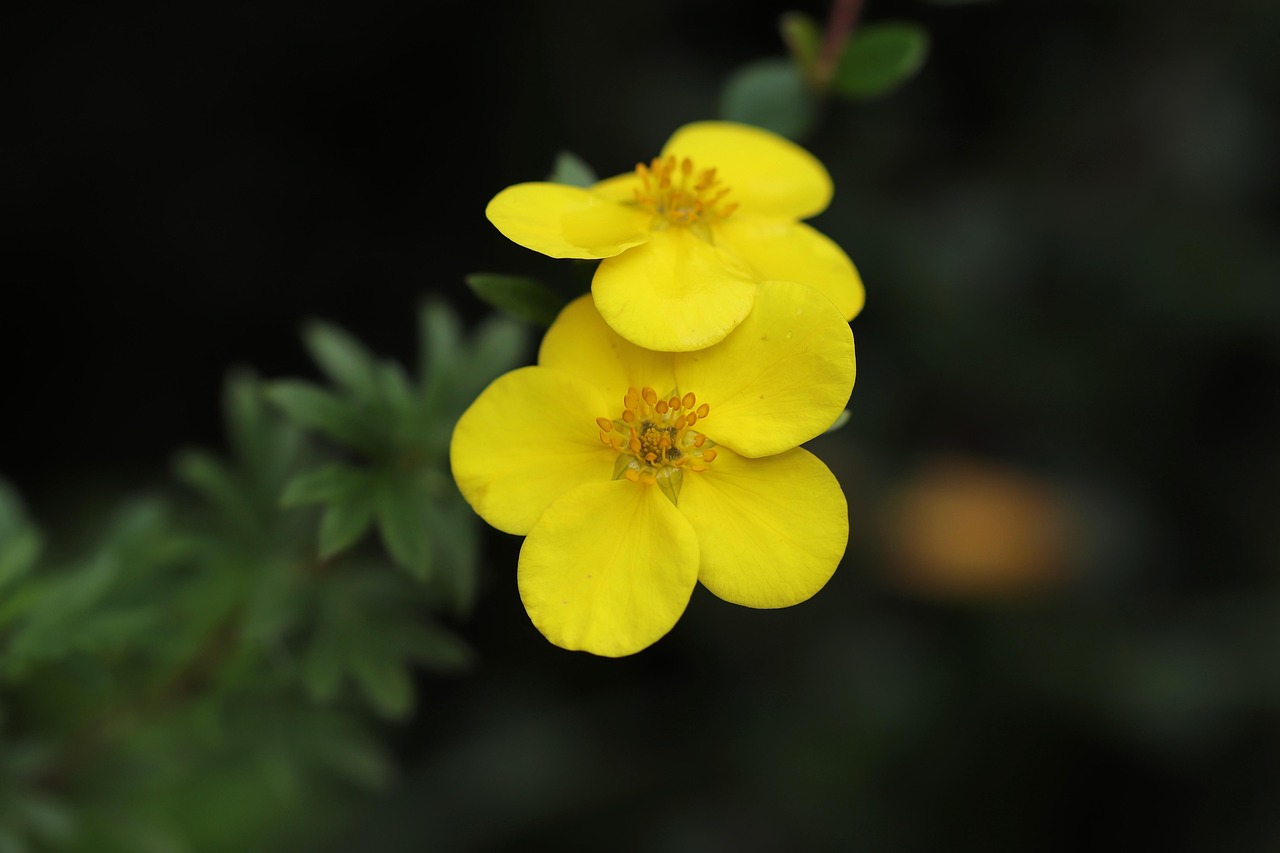 Potentilla-fruticosa