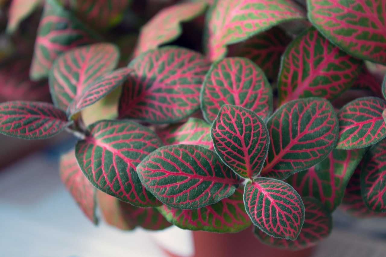 Fittonia