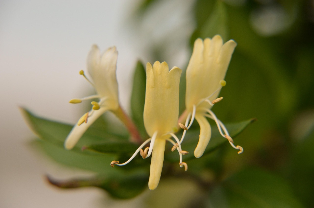 Lonicera-japonica