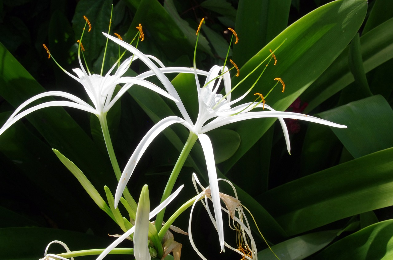 Hymenocallis