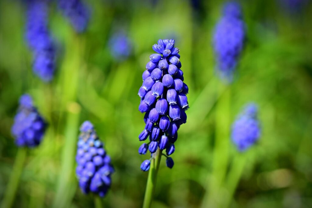 Muscari