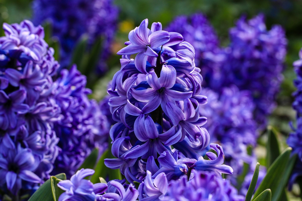 Hyacinth