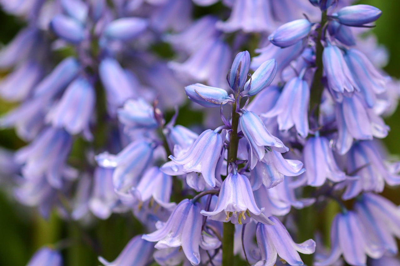 Hyacinthoides