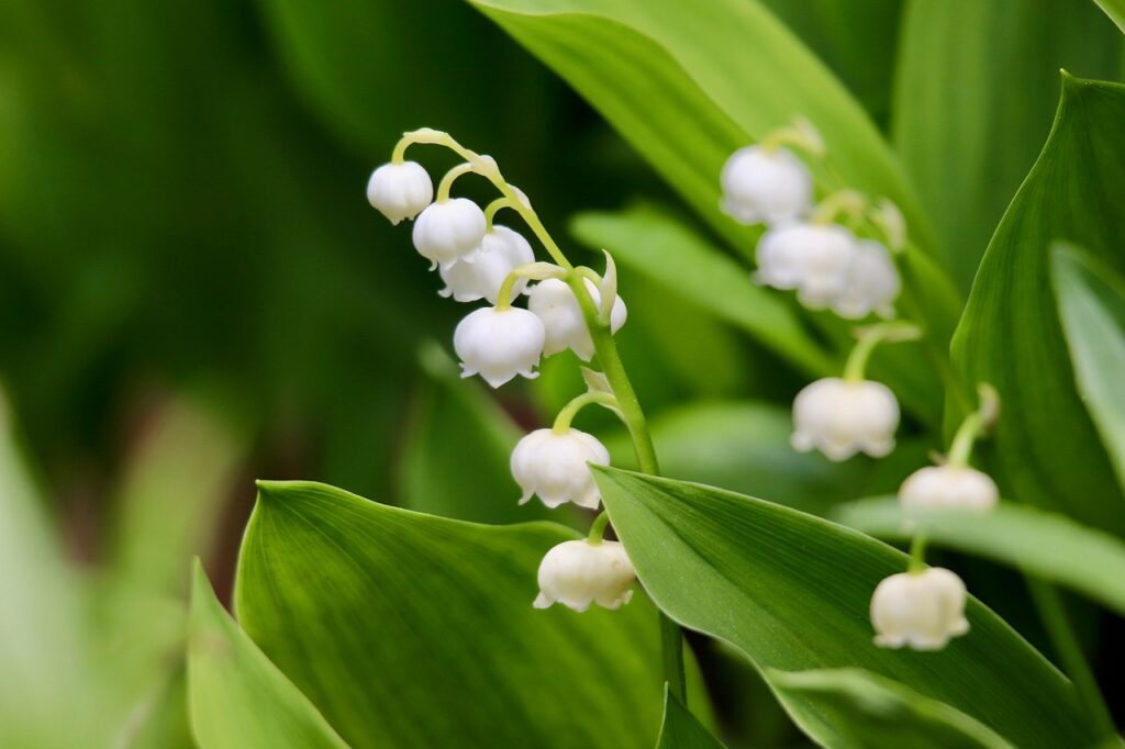 lily-of-the-valley