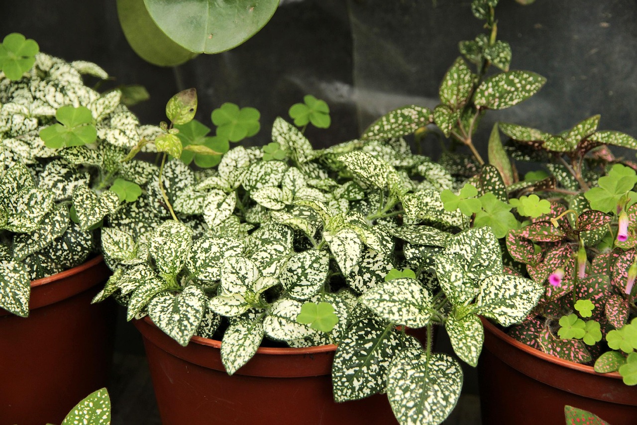 Hypoestes