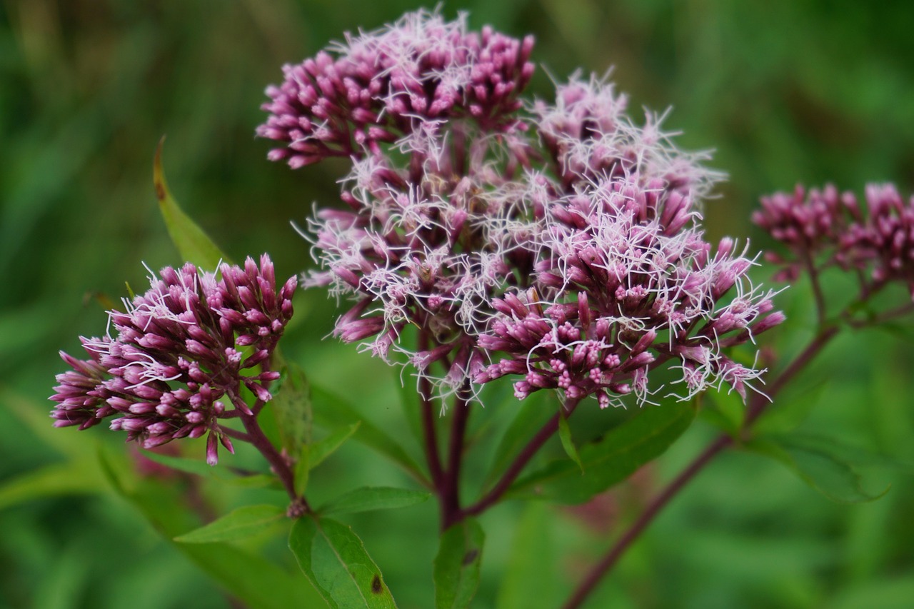 Eupatorium-cannabinum