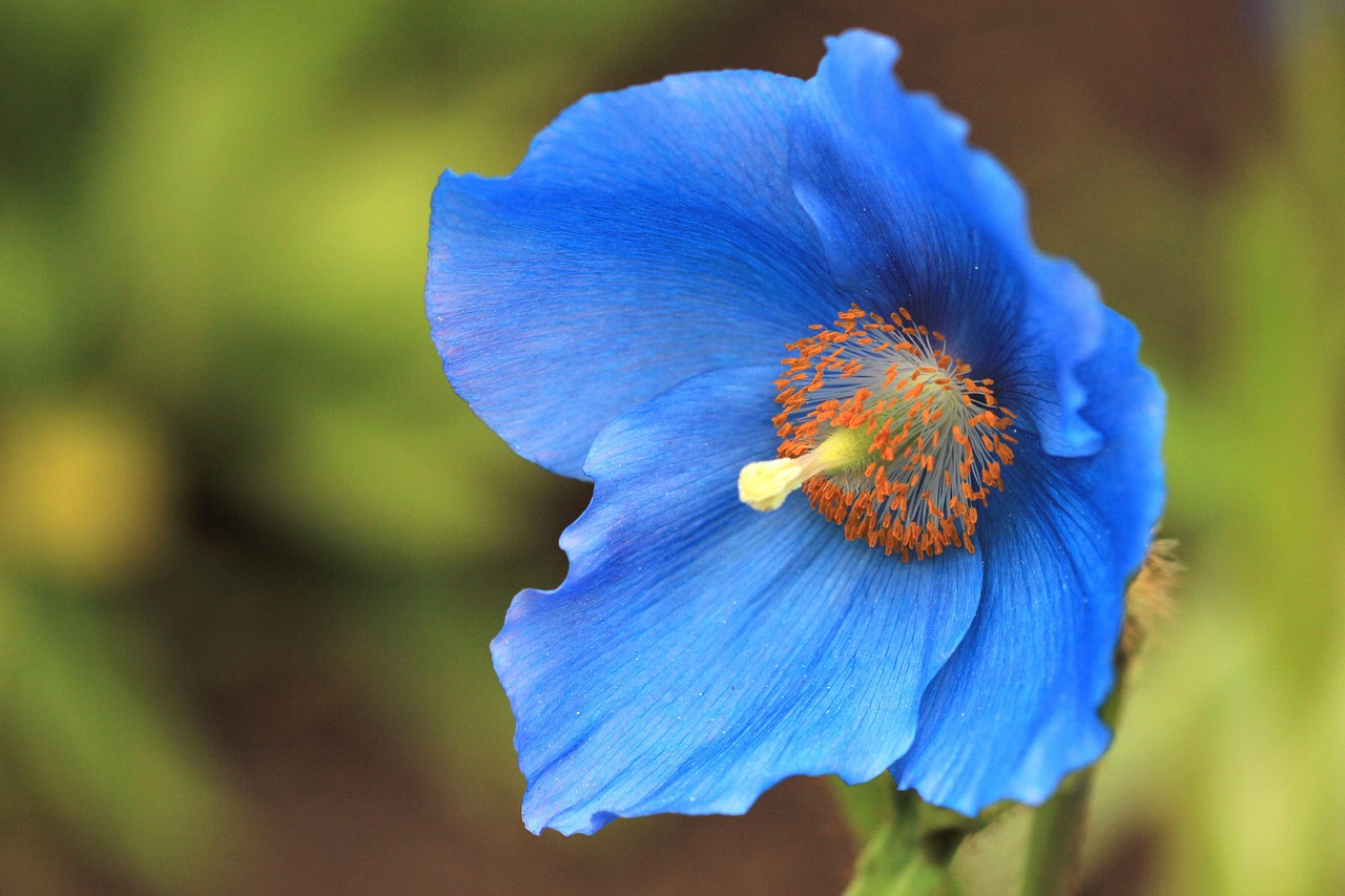 Meconopsis