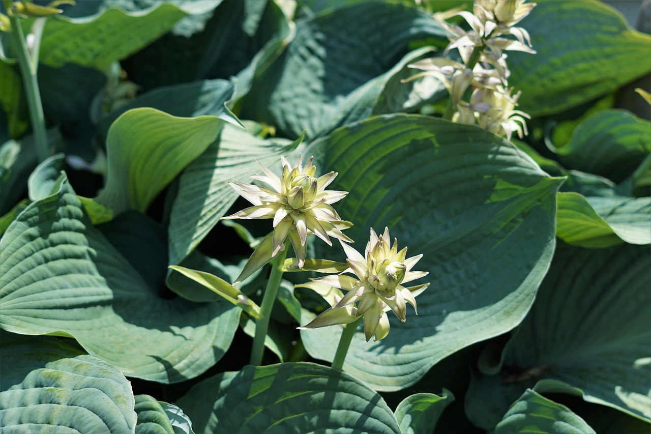 Hosta