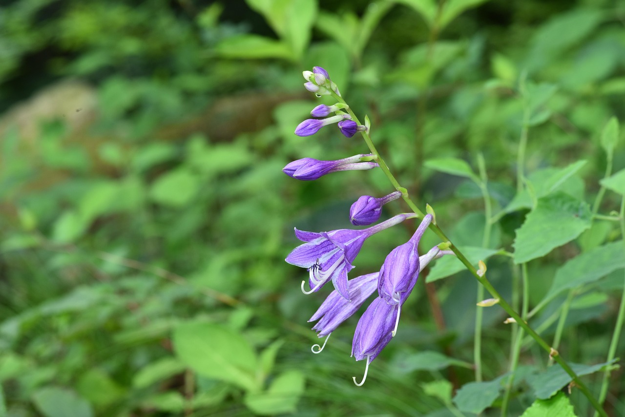 Hosta-longipes