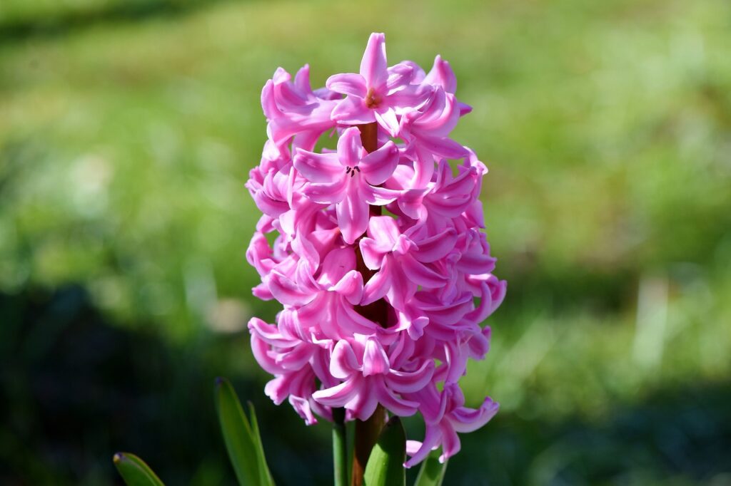 Hyacinth