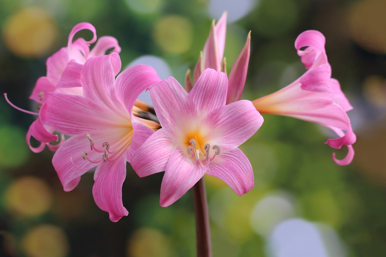 Amaryllis-belladonna