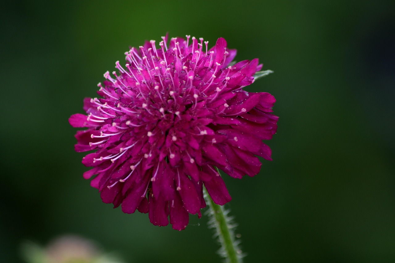 knautia