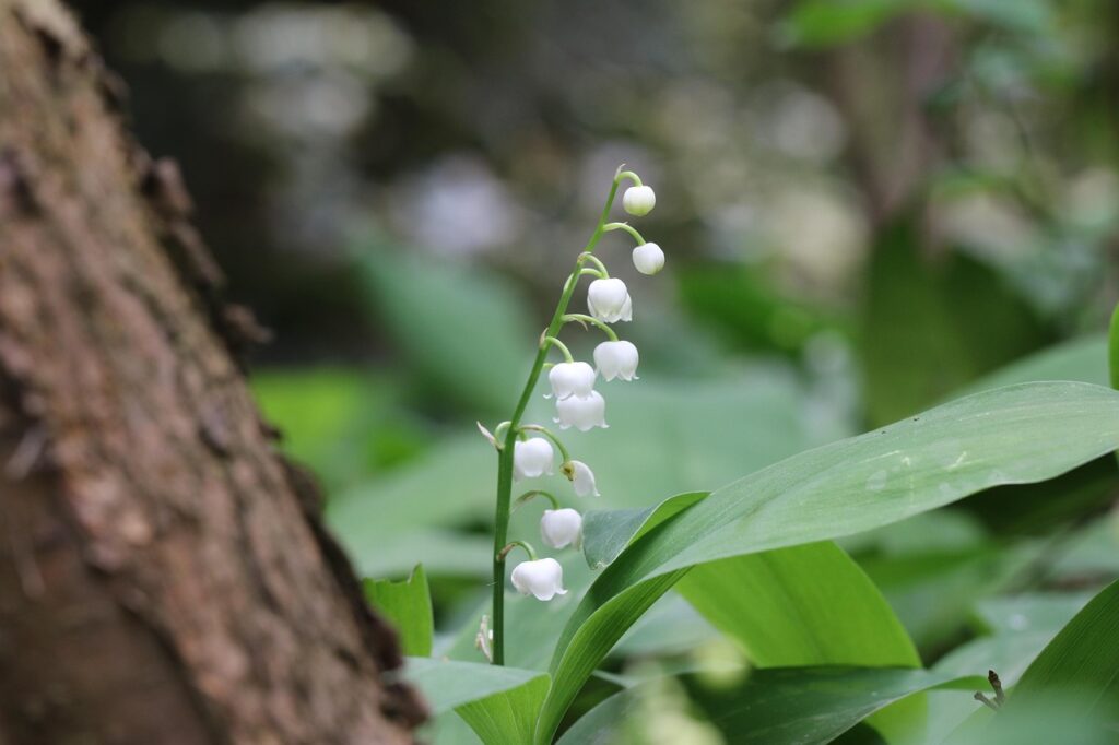 lily-of-the-valley