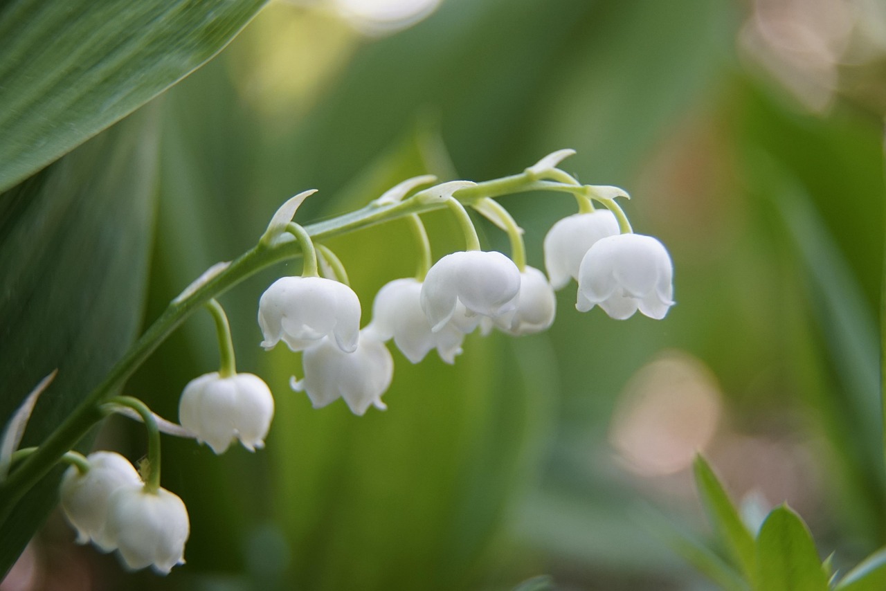 lily-of-the-valley