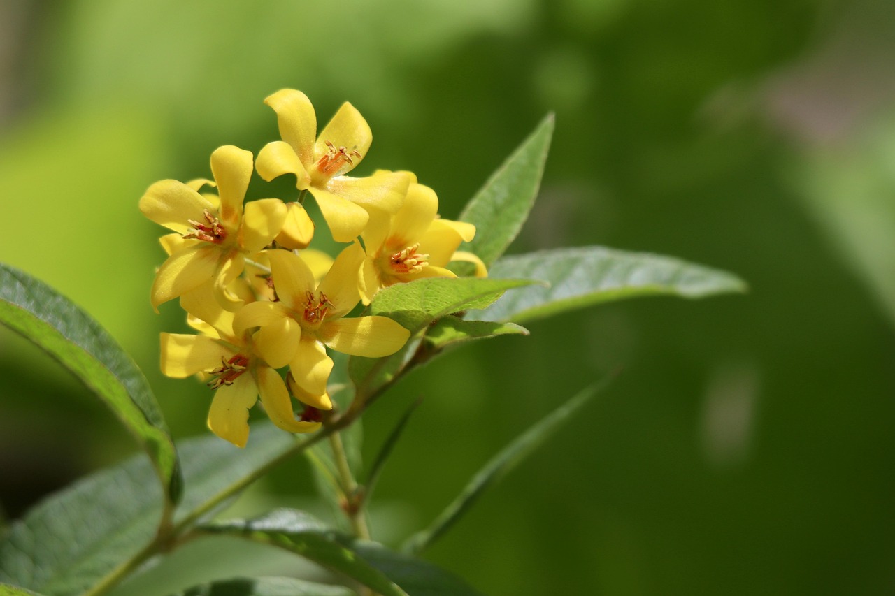 Lysimachia-vulgaris