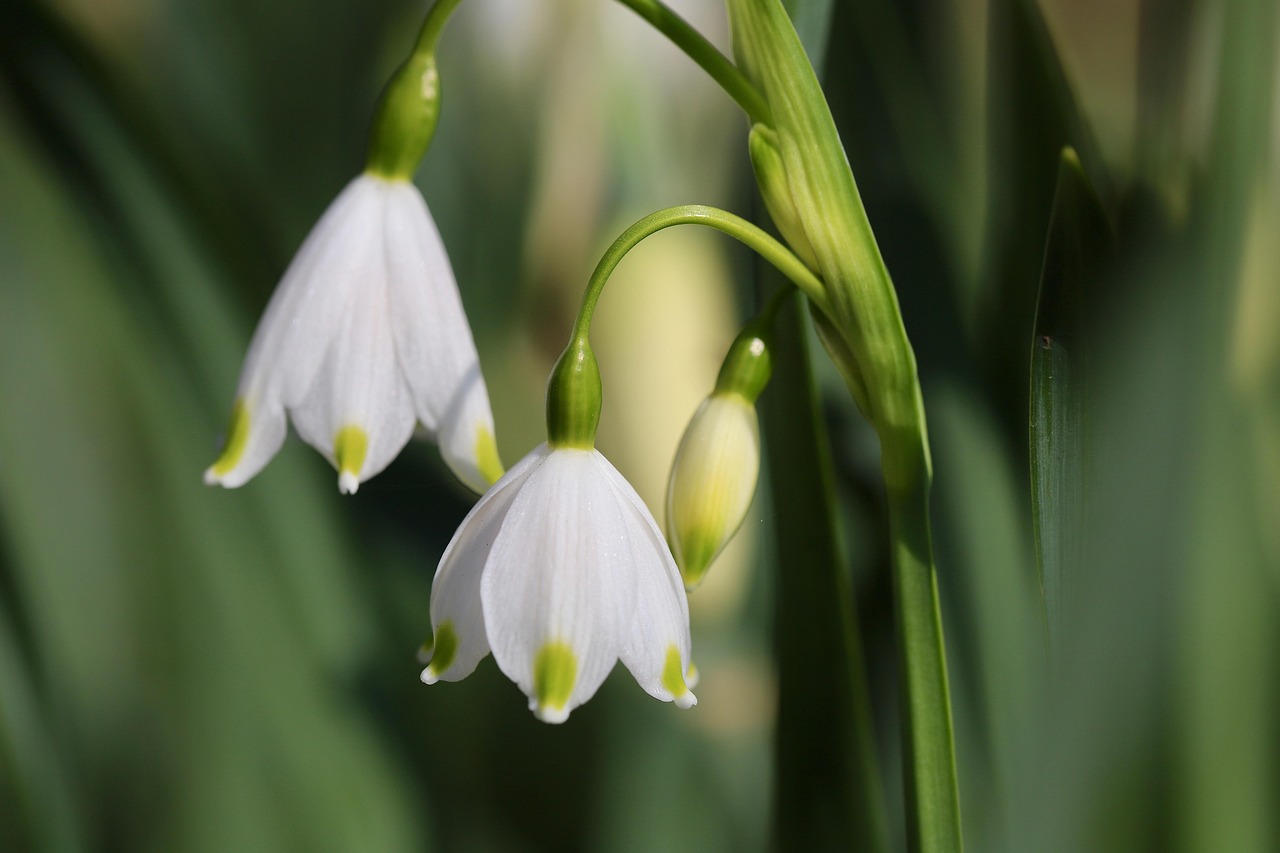 Leucojum-aestivum